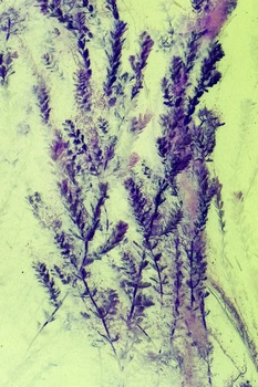 N 060A
